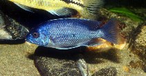 Image of Copadichromis borleyi (Haplochromis borleyi redfin)