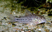 Image of Corydoras breei (Avanavero cory)