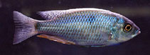 Image of Copadichromis chrysonotus 