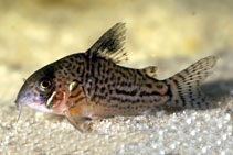 Image of Corydoras copei (Lake cory)