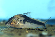 Image of Corydoras coriatae (Hermit cory)