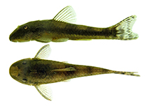 Image of Corumbataia cuestae 