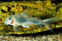 Image of Corydoras ellisae (Two point cory)