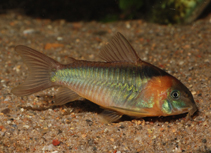 Image of Corydoras eques (Horsemans cory)