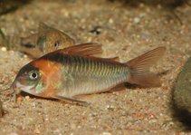 Image of Corydoras eques (Horsemans cory)