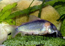 Image of Corydoras eques (Horsemans cory)