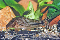 Image of Corydoras fulleri (Fuller\