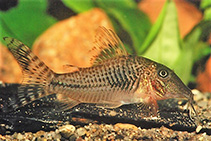 Image of Corydoras fulleri (Fuller\