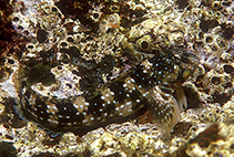 Image of Coryphoblennius galerita (Montagu\