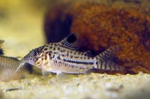 Image of Corydoras gomezi (Leticia cory)