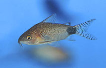 Image of Corydoras guapore (Guapore corydoras)