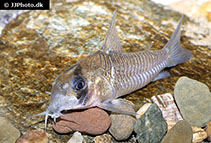 Image of Corydoras guianensis (Light cory)