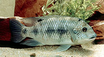 Image of Coptodon guineensis (Guinean tilapia)