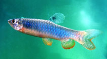 Image of Copeina guttata (Redspotted tetra)