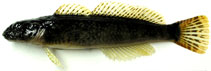 Image of Cottus hangiongensis 