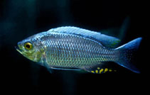 Image of Copadichromis ilesi 