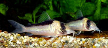 Image of Corydoras imitator (Imitator cory)