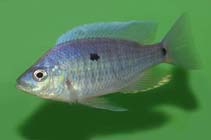 Image of Copadichromis jacksoni 