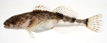 Image of Cottus kazika (Fourspine sculpin)