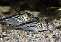 Image of Corydoras loxozonus (Dirty bandit cory)