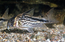 Image of Corydoras loxozonus (Dirty bandit cory)