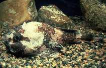 Image of Cottunculus microps (Polar sculpin)