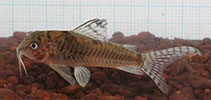 Image of Corydoras negro (Rio negro cory)