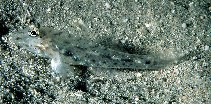 Image of Fusigobius neophytus (Common fusegoby)