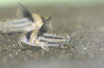 Image of Corydoras parallelus (Two line cory)