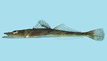 Image of Cociella punctata (Spotted flathead)