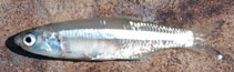 Image of Colpichthys regis (False grunion)