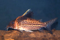 Image of Corydoras robustus (Robust cory)