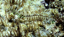 Image of Coralliozetus rosenblatti (Spikefin blenny)