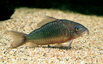 Image of Corydoras splendens (Emerald catfish)