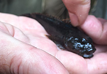 Image of Cottus tallapoosae 