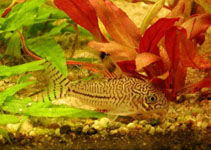 Image of Corydoras trilineatus (Threestripe corydoras)