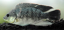 Image of Coptodon zillii (Redbelly tilapia)