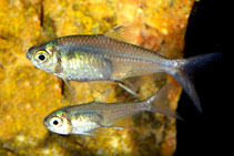 Image of Creagrutus beni (Goldstripe characin)