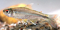 Image of Creagrutus brevipinnis 