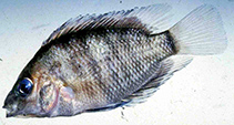 Image of Cryptoheros chetumalensis 