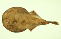 Image of Crassinarke dormitor (Sleeper torpedo)