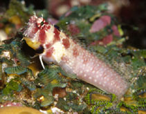 Image of Crossosalarias macrospilus (Tripplespot blenny)