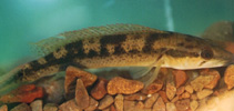 Image of Crenicichla maculata 