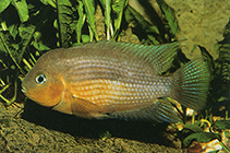 Image of Amatitlania myrnae 