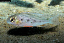 Image of Crenicara punctulata (Checkerboard cichlid)