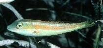 Image of Cryptotomus roseus (Bluelip parrotfish)