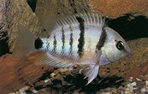 Image of Cryptoheros spilurus (Blue-eye cichlid)