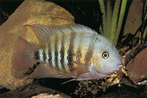 Image of Cryptoheros spilurus (Blue-eye cichlid)