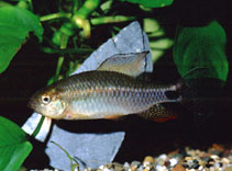 Image of Crenuchus spilurus (Sailfin tetra)