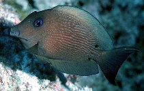 Image of Ctenochaetus binotatus (Twospot surgeonfish)